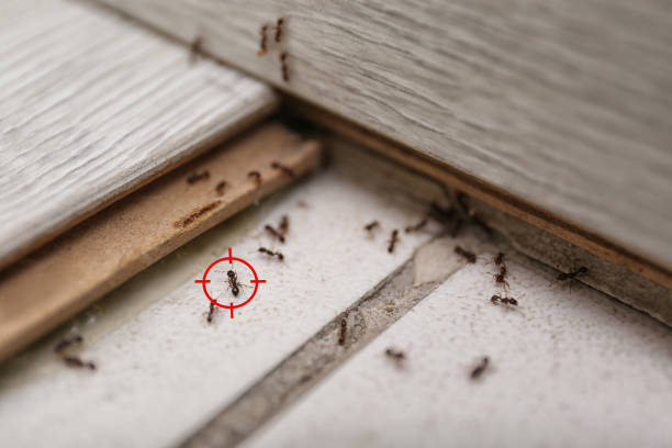 Best Emergency Pest Control  in Gainesville, TX