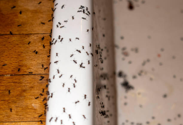 Best Cockroach Control Services  in Gainesville, TX