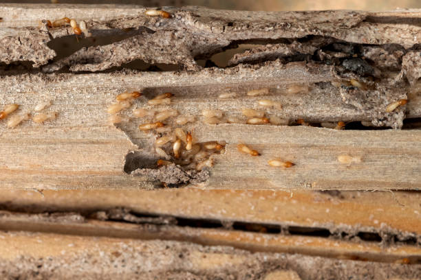 Best Bed Bug Extermination  in Gainesville, TX